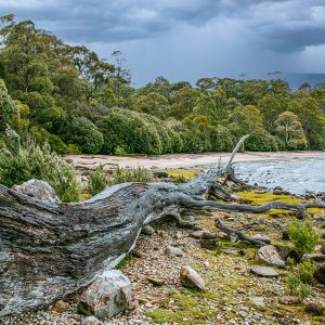cynthia-bay-winter-light-tasmania-wilderness-driftwood-fine-art