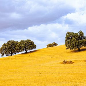 pastoral-symphony-andalusia-spain-oak-tree-fine-art-print