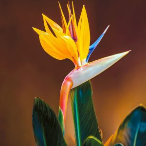 oaxacan-flame-bird-of-paradise-mexican-botanical-fine-art-print